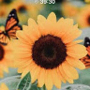 Meet your Posher, Sasha